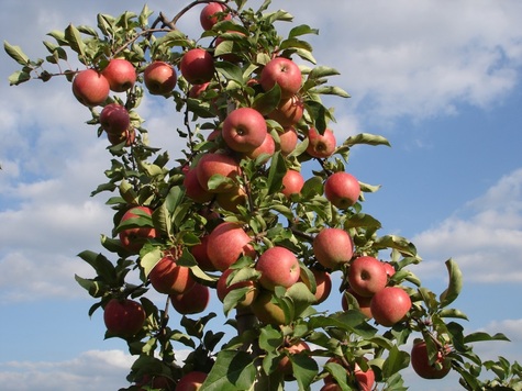 Owocująca jabłoń
