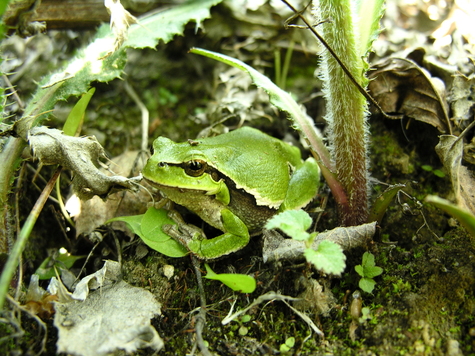 Mała żaba siedzi wśród liści i traw