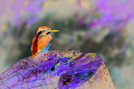 Nieduży ptaszek siedzi na kamieniu porośniętym mchem. W tle brzeg rzeki