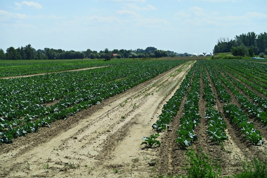 Widok na pole obsadzone warzywami.