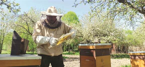 Pszczelarz podczas wybierania miodu z ramki pszczelej