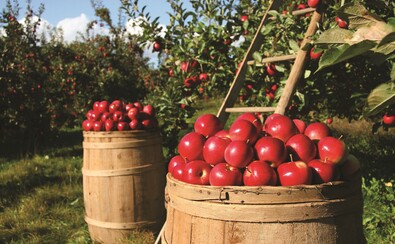 Pojemniki pełne jabłek w sadzie