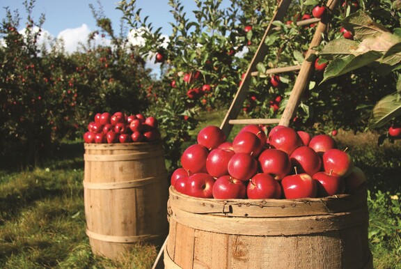 Pojemniki pełne jabłek w sadzie