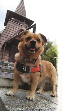 Uśmiechnięty pies